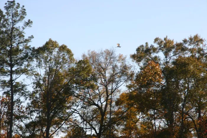 Calhoun Hills at 103 RV Park Picture 10