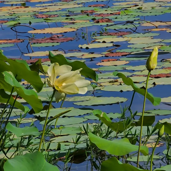 Mill Creek Bay RV Park Picture 4
