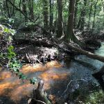 Jasper TX RV Park and Campground at Paula Bellow Nature Preserve