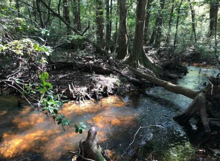 Jasper TX RV Park and Campground at Paula Bellow Nature Preserve