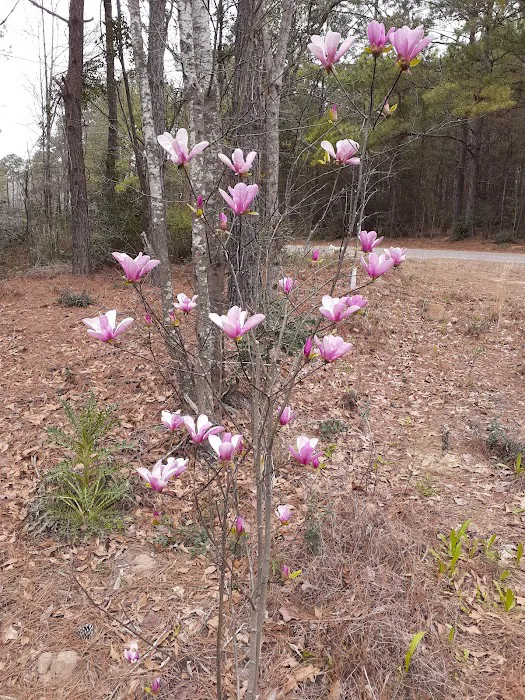 Jasper TX RV Park and Campground at Paula Bellow Nature Preserve Picture 5