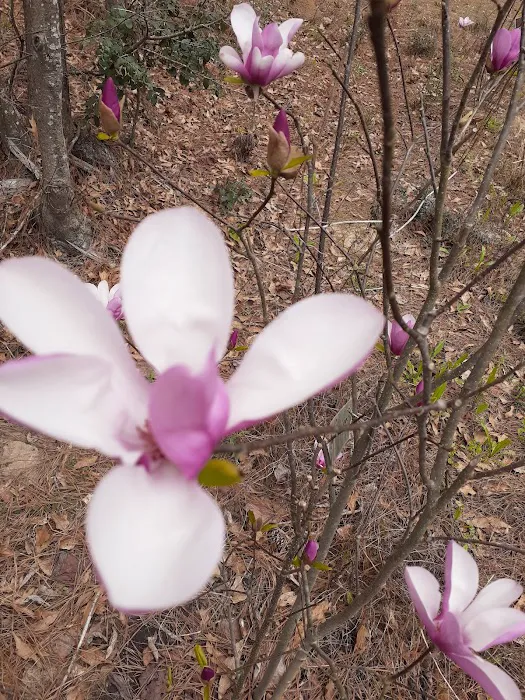 Jasper TX RV Park and Campground at Paula Bellow Nature Preserve Picture 6