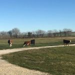 Whitney Willow RV Park