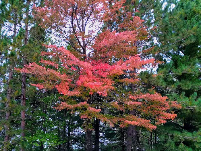 All Pine Inn Resort Picture 4