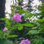 Birch Lake RV Park