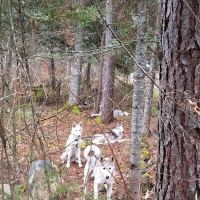Little Isabella River Campground ico