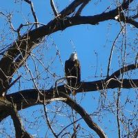 Cottonwood Campground ico