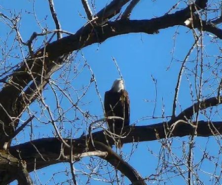 Cottonwood Campground