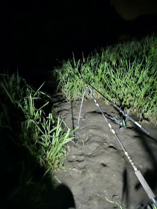 Catfish Run WMA, Kayak Landing Picture 9