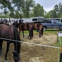 Walter E. Stark Assembly Area and Horse Campground ico