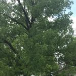 Cottonwood Grove RV Campground