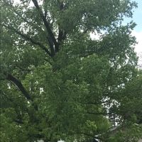 Cottonwood Grove RV Campground ico