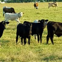 Flat Creek Farms RV Resort ico