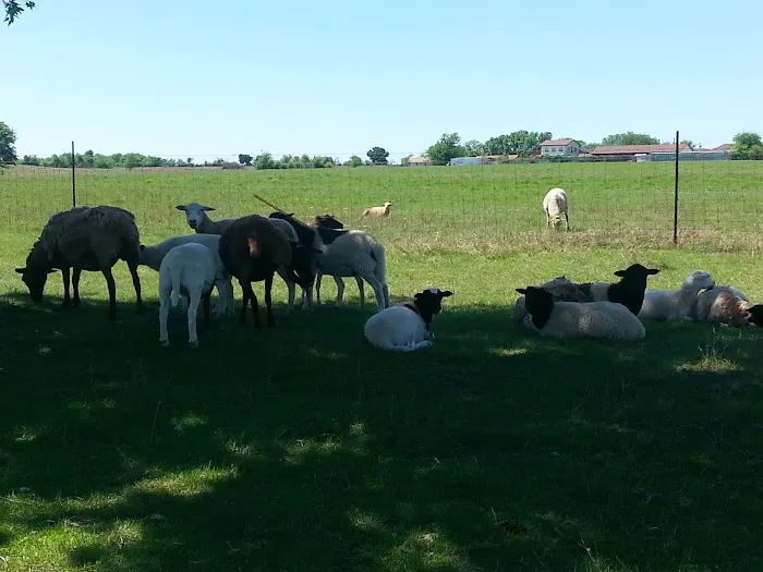 Flat Creek Farms RV Resort Picture 4