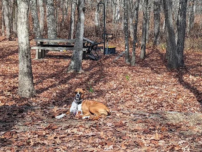 Cameron Bluff Campground Picture 10