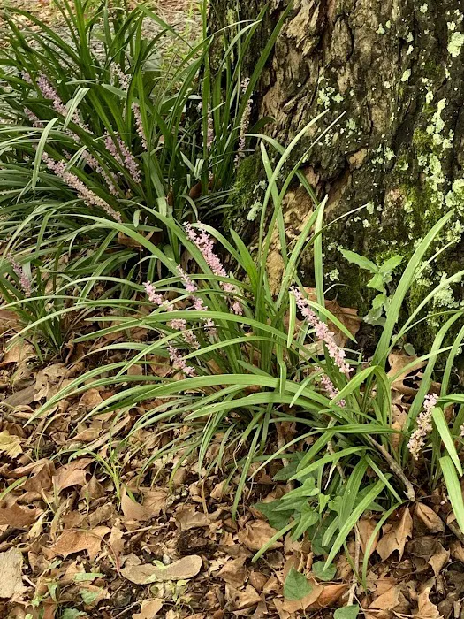 Bayou Boeuf RV & Campgrounds Picture 1