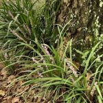 Bayou Boeuf RV & Campgrounds