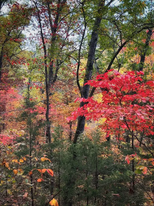 Sugar Camp National Forest Scenic Byway Picture 10