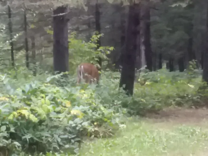 Eckbeck Campground Picture 10