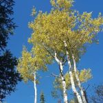 Aspen Knob Camp
