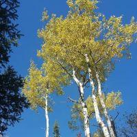 Aspen Knob Camp ico