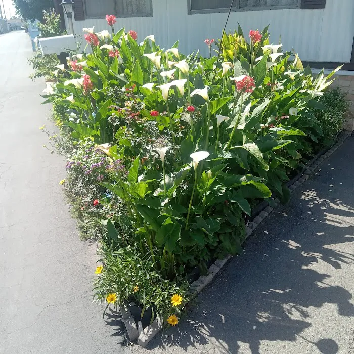 Park Avalon Mobile Estates Picture 3