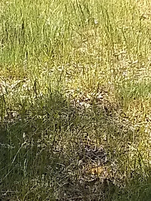 Knob Hill Campground Picture 4