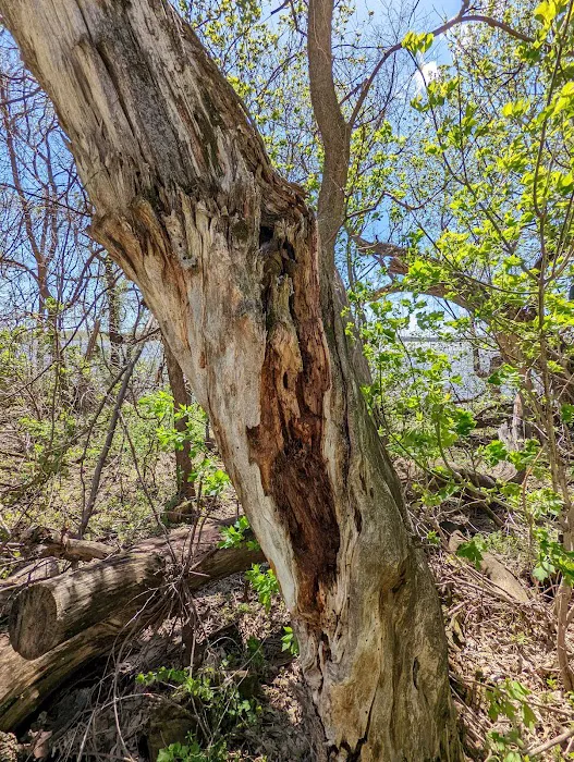 Lac qui Parle Upper Campground Picture 6