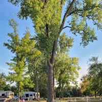 Sexauer Campground ico