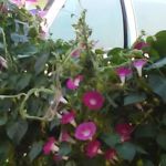 City View Mobile Home