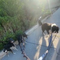 Prospect Park ico