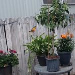 Menaul Terrace Community