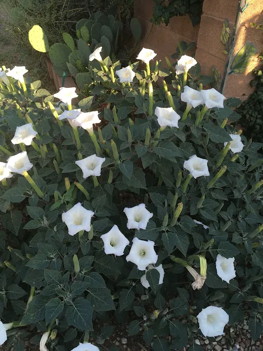 Mother Bosque Garden Picture 8