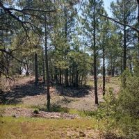 Pine Flat Group Picnic Site (recgovnpsdata) ico