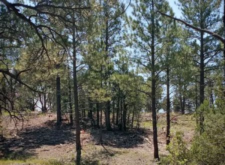 Pine Flat Group Picnic Site (recgovnpsdata)