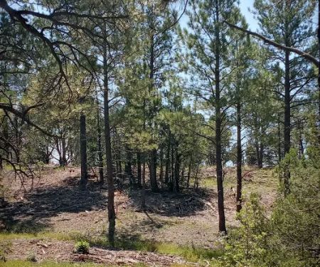 Pine Flat Group Picnic Site (recgovnpsdata)