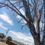 Estudillo Trailer Park2