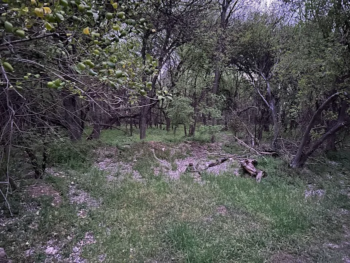 Lost Woods Campground Picture 9