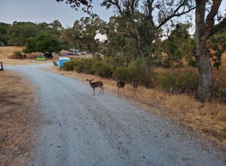 Snell Campground