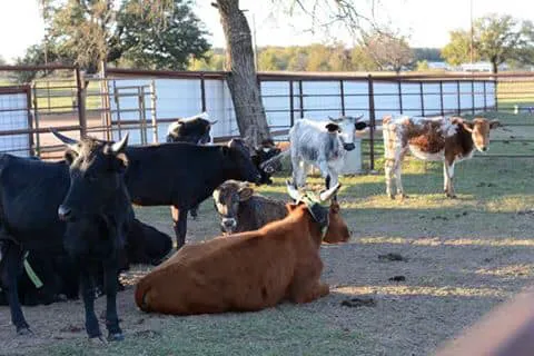 4C's Rodeo Ranch & RV Park Picture 4