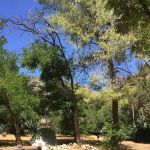 Gould Mesa Trail Camp