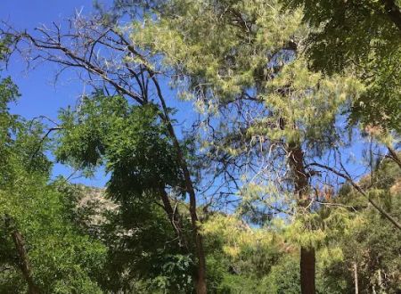 Gould Mesa Trail Camp