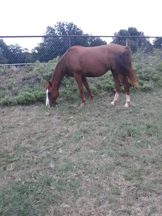 PARADISE STEAKHOUSE, RACETRACK & RV PARK (EL TORINO'S) Picture 4