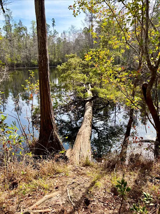 Blackwater River State Park Campground Picture 2