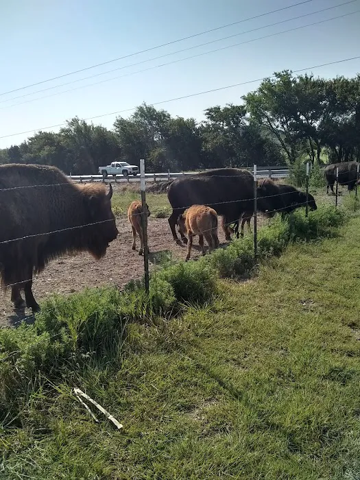 Bison Hill Ranch Picture 6