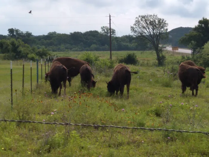 Bison Hill Ranch Picture 8