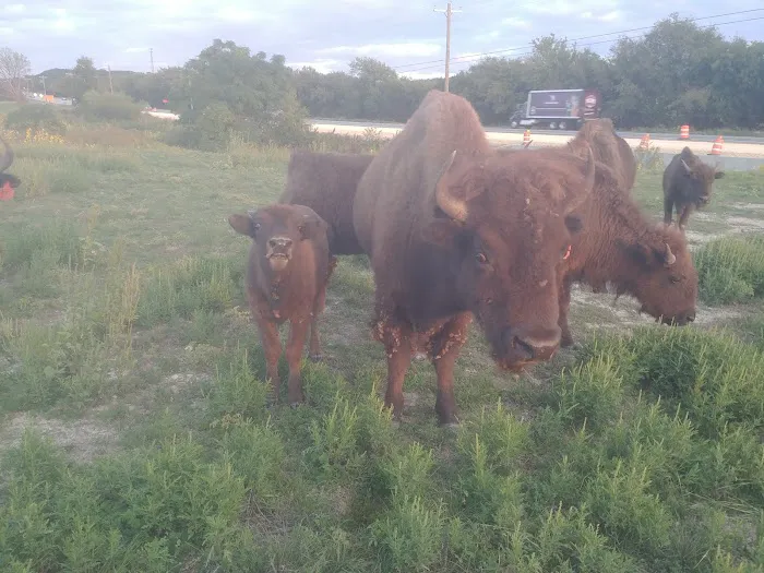 Bison Hill Ranch Picture 10