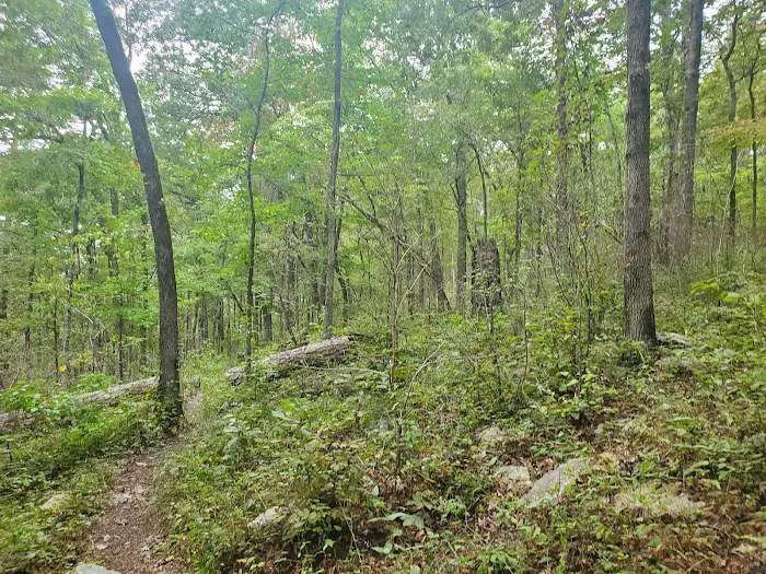 Shores Lake Campground Picture 5
