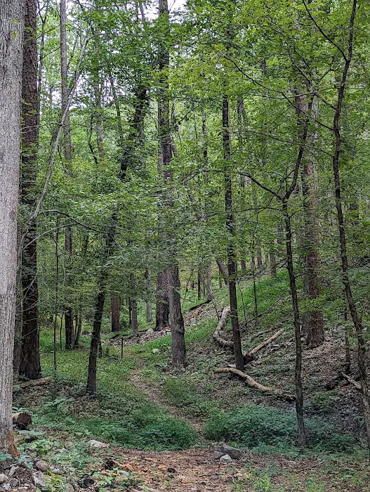Camp Site 21 @ Charlton Recreation Area Picture 4
