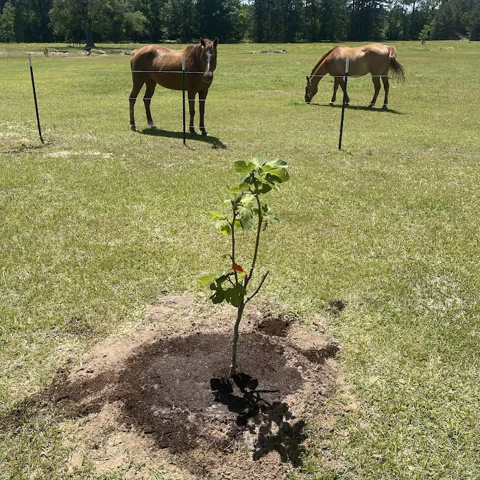 Fm 787 Thicket RV Park Picture 1